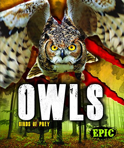 Owls (Birds of Prey)